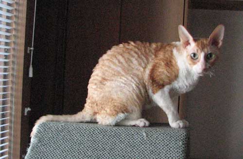 kiksu