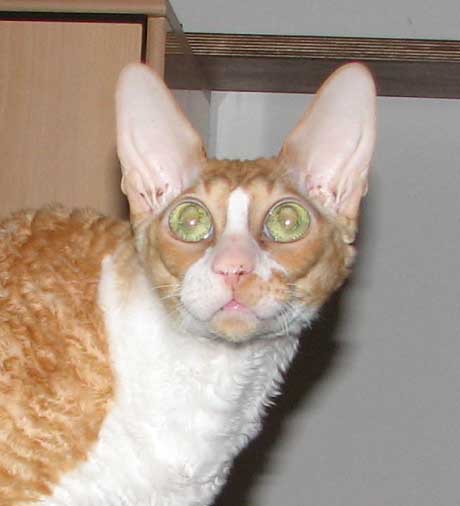 kiksu