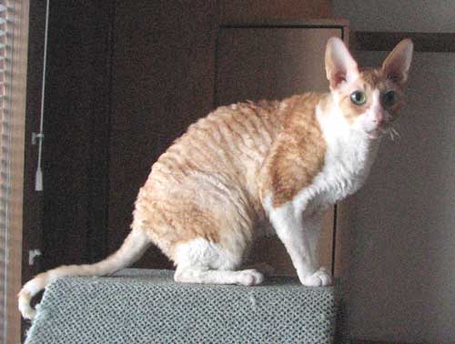 kiksu